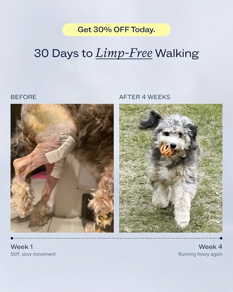 A split-screen comparison showing a dog's mobility improvement over four weeks, highlighting the efficacy of a pet joint supplement.
